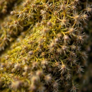 Sprievodca porozumením: Prečo sa váš tínedžer neodťahuje – jeho mozog sa práve prestavuje